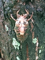 Cryptotympana atrata