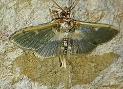 Apilocrocis brumalis