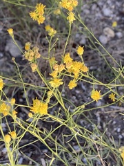 Gutierrezia serotina