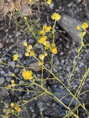 Gutierrezia serotina