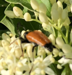 Trigonarthris atrata