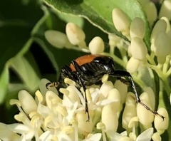 Trigonarthris atrata