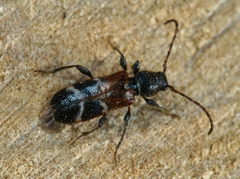 Phymatodes alni
