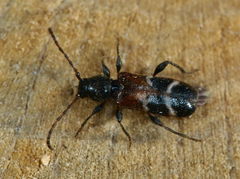 Phymatodes alni