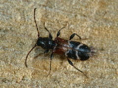 Phymatodes alni