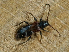 Phymatodes alni