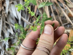 Euphorbia floridana image