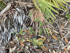 Image of Euphorbia floridana