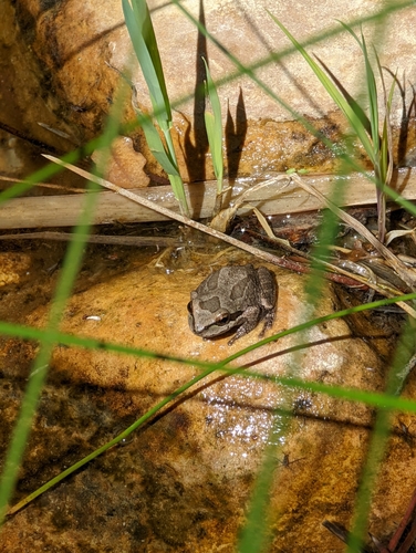 Pacific chorus frog photographed in Nevada