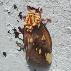 Citheronia beledonon