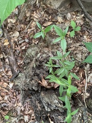 Orbexilum pedunculatum