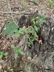 Orbexilum pedunculatum