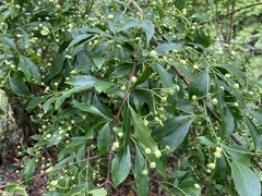 Euonymus carnosus