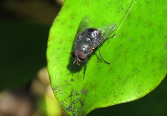 Calliphora quadrimaculata