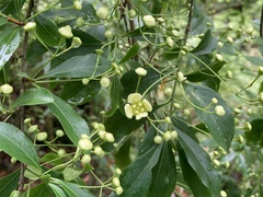 Euonymus carnosus