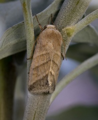 Lepidoptera
