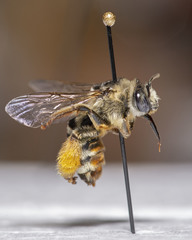 Melissodes communis communis