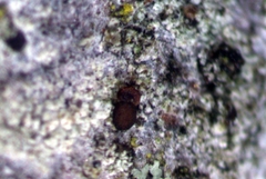 Lecidea varians