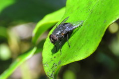 Calliphora quadrimaculata