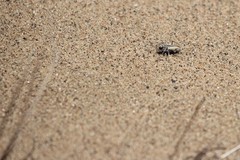 Cicindela limbata