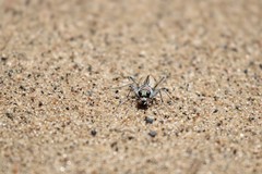 Cicindela limbata