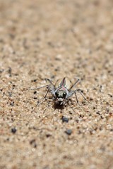 Cicindela limbata