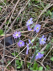 Primula mistassinica