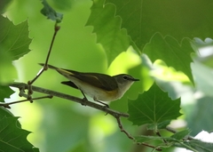 Setophaga ruticilla