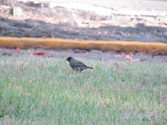 Turdus migratorius