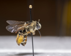 Melissodes communis communis