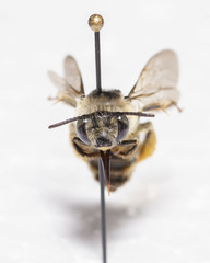 Melissodes communis communis