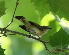 Setophaga ruticilla