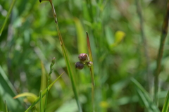 Sisyrinchium montanum