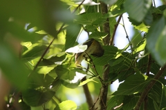 Setophaga ruticilla