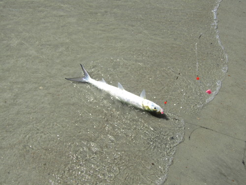 Ladyfish (Elops saurus) — Elopidae — 4