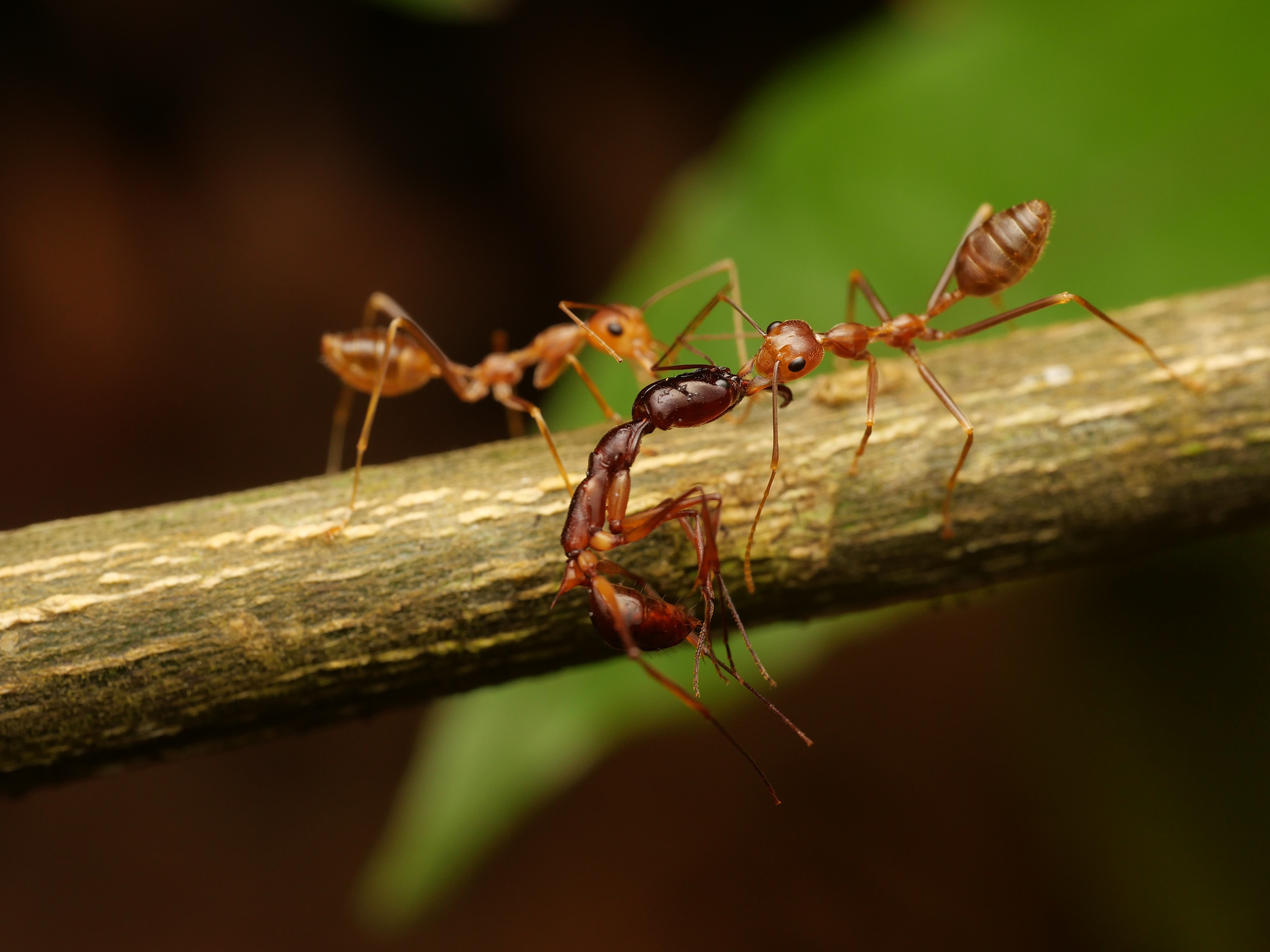 Odontomachus papuanus