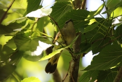 Setophaga ruticilla