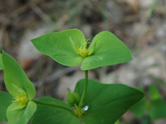 Euphorbia taurinensis