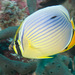 Indian Redfin Butterflyfish - Photo (c) Mark Rosenstein, some rights reserved (CC BY-NC-SA)