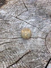 Dermacentor albipictus