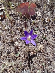 Brodiaea terrestris