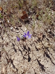 Brodiaea terrestris