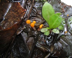 Mitrula lunulatospora