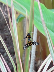 Amata sperbius