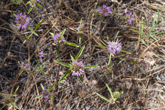 Monardella breweri lanceolata