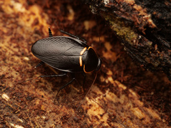 Allacta bipunctata