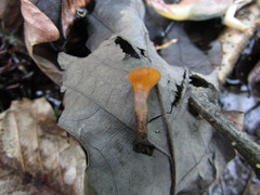 Mitrula lunulatospora