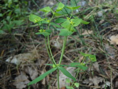 Euphorbia taurinensis