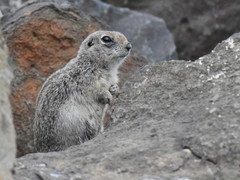 Urocitellus townsendii