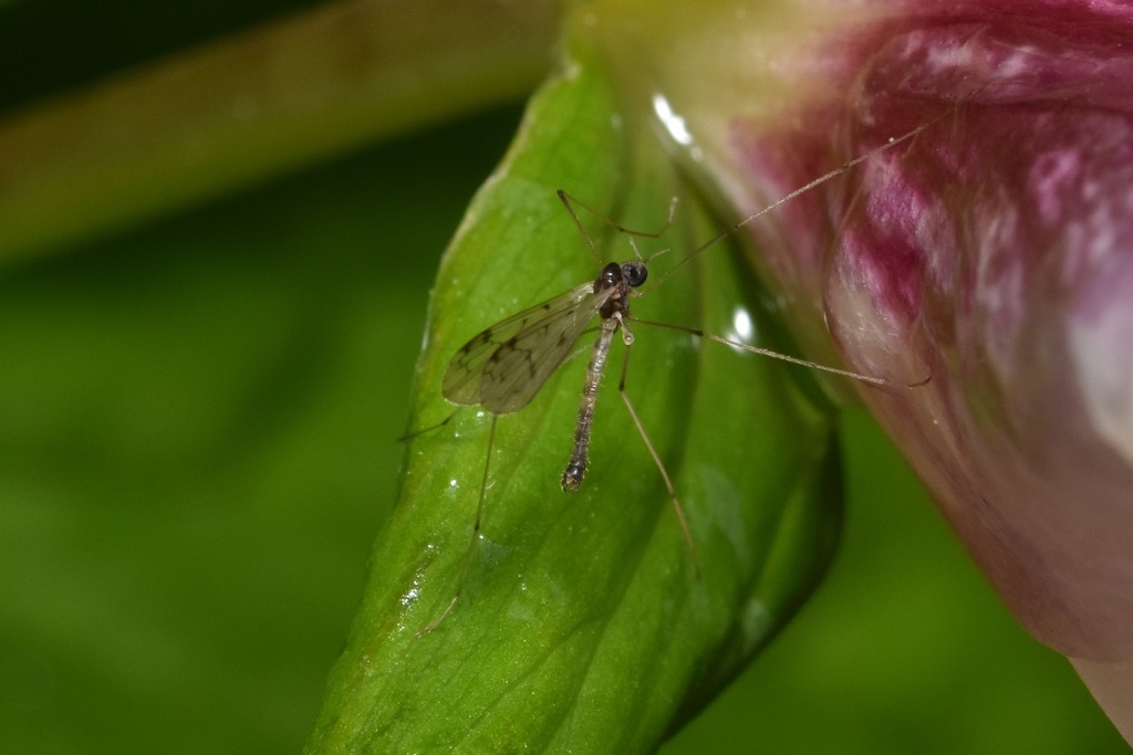 Dicranota maculata